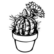 CACTUS01