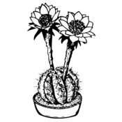 CACTUS03