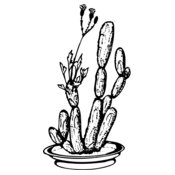 CACTUS08