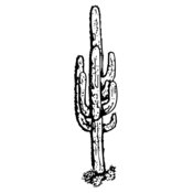 CACTUS12