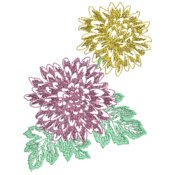 Chrysanthemum
